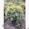 紅葉石楠球 土球好 冠幅好 造型優(yōu)美 園林 綠化 工程 用苗 蕭山