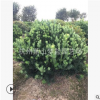 羅漢松球 土球好 冠幅好 造型優(yōu)美 精品苗 園林 庭院 花鏡 綠化苗