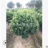 花葉女貞球 土球好 造型好 優(yōu)質(zhì) 精品 苗 根系旺 成活 率高 苗圃