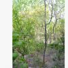 江蘇供應優質生態園果樹棗樹 批發大棗樹