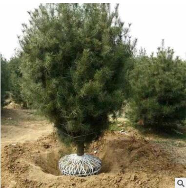 白皮松樹根系發達成活率高白皮松量大優惠規格齊全現挖現賣白皮松