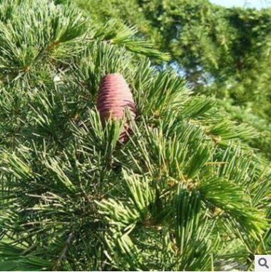 雪松樹基地現挖現賣根系發達成活率高雪松樹量大優惠易管理雪松樹