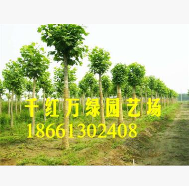 供應速生法桐梧桐樹 規格齊全法桐基地直銷 行道綠化樹法國梧桐