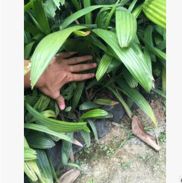 細葉棕竹 綠化 苗木