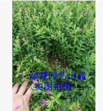 紫色雪茄花 滿天星 空氣凈化 自家種植苗木 工程綠化苗木