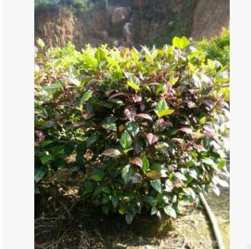 彩葉扶桑球 福建彩葉扶桑球 自產自銷