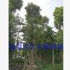 香樟 低價處理 大量銷售 綠化工程樹 樹形優美