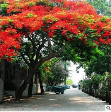 鳳凰木 漳州園林綠化名貴風景樹 行道樹 廣東綠化苗木 福建鳳凰木