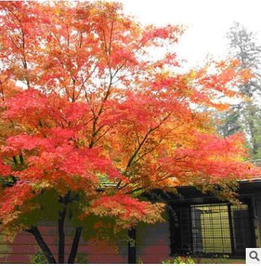 秋楓 綠化工程苗木 價格便宜 量大多優 長期供應精品