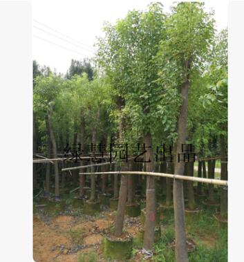 香樟 大量香樟供應 福建浙江江蘇廣東等地