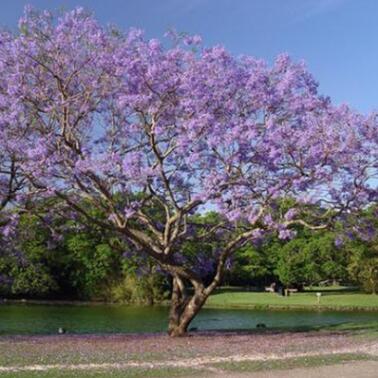 藍花楹 綠化工程苗木 價格便宜 量大多優 長期供應精品