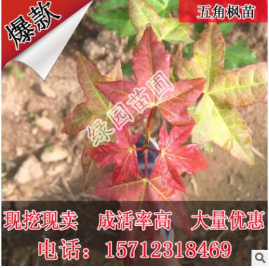 苗圃供應五角楓苗元寶楓苗三角楓苗七角楓苗九角楓苗