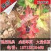 苗圃供應五角楓苗元寶楓苗三角楓苗七角楓苗九角楓苗