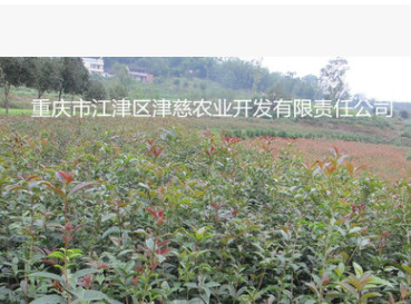 桂花苗 桂花小苗批發 規格齊全