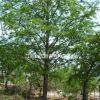 江西銀杏樹批發商、九江銀杏樹種植基地、江西銀杏樹價格行情