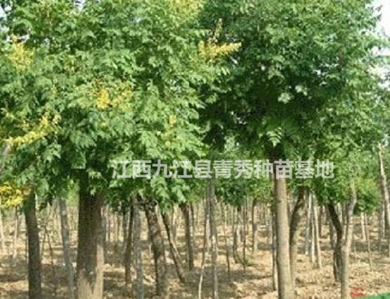 欒樹*新價格/九江欒樹供應價格/江西欒樹批發價格/