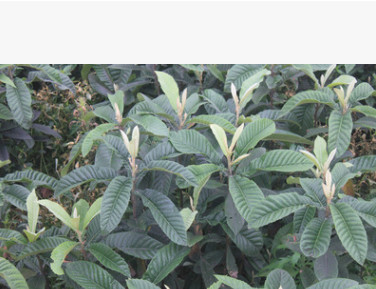 批發果樹苗 白沙枇杷樹苗 嫁接枇杷樹苗 品種純正 優質枇杷樹苗