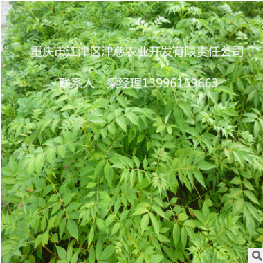 大量批發黃柏苗 黃柏小苗 成活率高 規格齊全