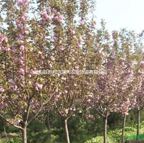 大量供應日本晚櫻