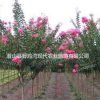高品質紫薇