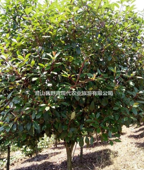 高桿石楠10000棵