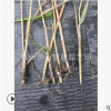 蘆葦 精品 優(yōu)質(zhì) 水生苗 成活率高 園林 綠化 工程 蕭山 苗圃直銷