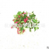錦帶花 小毛球 品種 規(guī)格 齊全 優(yōu)質(zhì) 精品苗 蕭山 園林 綠化 工程