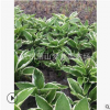 花葉玉簪 玉簪 盆栽 地栽 庭院 園林 綠化 優(yōu)質(zhì)苗 成活率 高