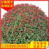 紅葉石楠批發 紅葉石楠球 福建基地直銷 量大從優