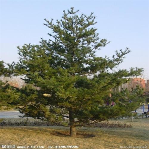 u=919937297,3210723912&fm=26&gp=0