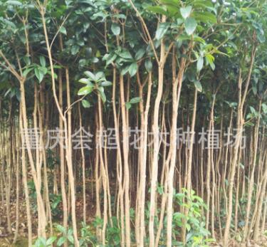 桂花苗基地 大量批發(fā)八月金桂桂花苗 規(guī)格齊全量大從優(yōu)