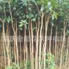 桂花苗基地 大量批發(fā)八月金桂桂花苗 規(guī)格齊全量大從優(yōu)