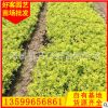 黃金葉價(jià)格 黃金葉苗木盆栽 規(guī)格齊全 廠家直銷(xiāo)