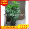 棕竹批發(fā) 盆栽地栽 多規(guī)格供應(yīng) 室內(nèi)客廳盆栽
