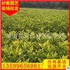 黃金葉批發(fā)20-40cm 地被苗 福建種植基地 量大從優(yōu)