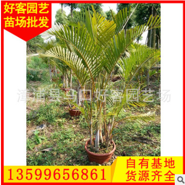 散尾葵 室內綠植大盆栽 綠化苗木批發 規格齊全