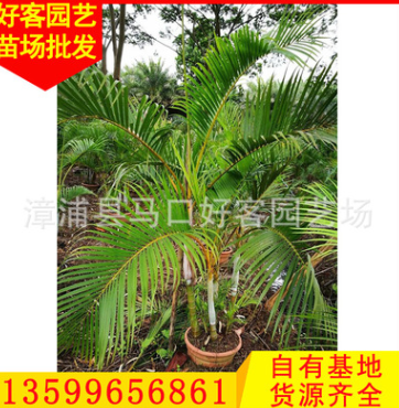 散尾葵批發 散尾葵盆景 地栽盆栽 多規格供應