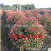 基地紅葉石楠球樹 紅葉石楠柱 紅葉石楠球工程綠化樹木綠化彩葉