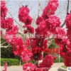 工程綠化苗木直銷 紅葉碧桃樹苗紫葉碧桃苗 庭院園林觀花植物