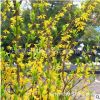 批發綠化園林工程樹 連翹 叢生黃連翹小樹 產地直供 規格全