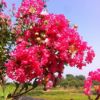 紅花紫薇