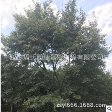 水杉樹批發 綠化工程行道樹風景樹 落羽杉 品種規格全量大從優