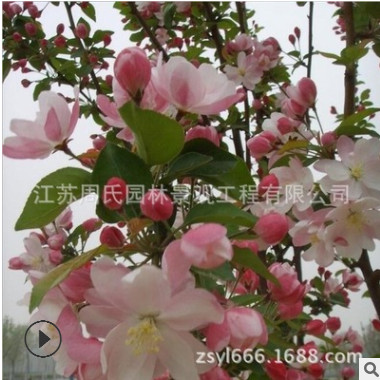 基地西府海棠 優質庭院觀花綠化花木 工程綠化樹海棠樹批發