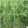 柳樹直銷批發 公園行道綠化木垂柳樹 柳樹小 規格齊全