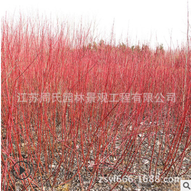 紅瑞木小樹批發 直銷工程綠化 規格齊全 紅瑞木樹綠籬工程