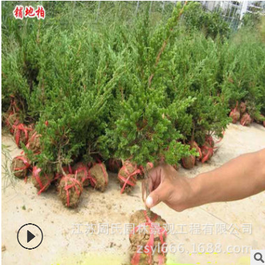 批發綠化工程地柏苗 四季常青 庭院沙地柏 基地直供優質鋪地柏