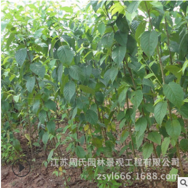 基地直銷櫻花 綠化工程櫻花 正宗嫁接樹 規格齊全
