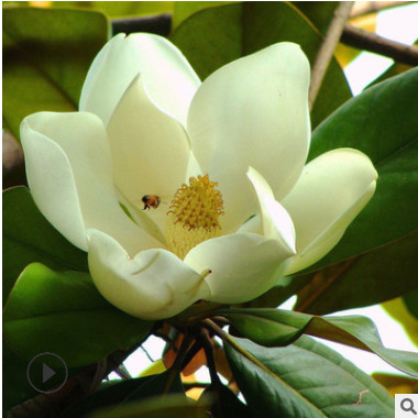 基地直銷工程綠化木樹 廣玉蘭 規格齊全 行道樹綠化 廣玉蘭樹