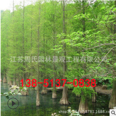 工程綠化樹木水杉 樹木直銷 金葉水杉樹行道樹 規格齊全