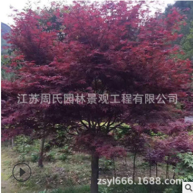 美國紅楓長期供應 庭院小區園林綠化樹日本紅楓三季紅紅楓直銷
